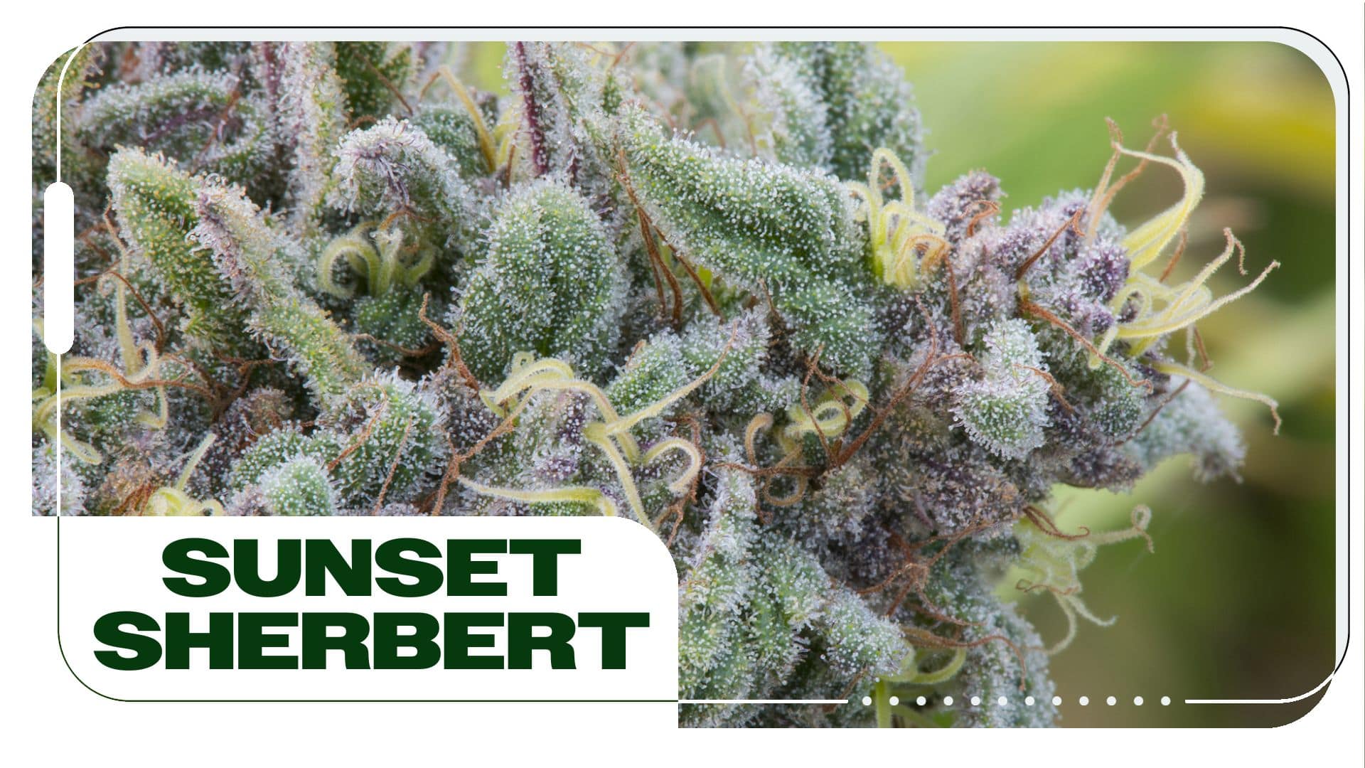 Sunset Sherbert Strain Information & Effects Sky Club Consumer